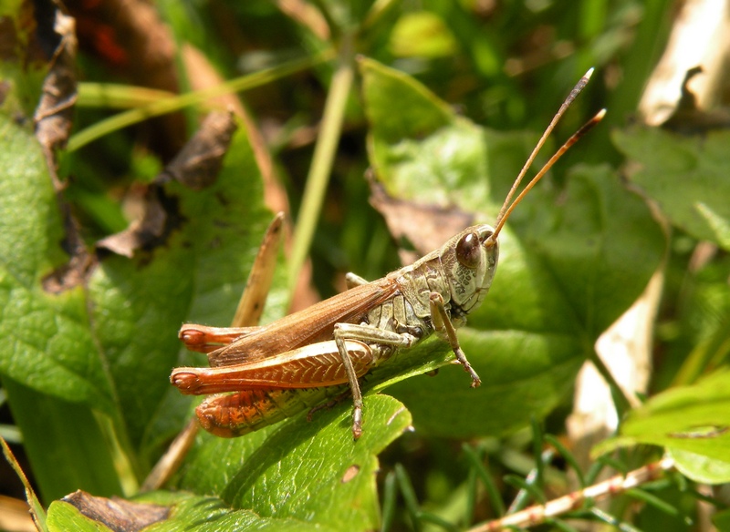 Acrididae da id.